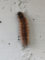 Phragmatobia
