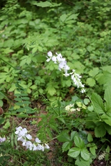 Vicia sylvatica