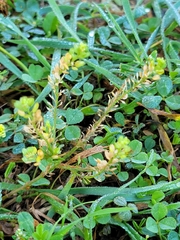 Lepidium densiflorum