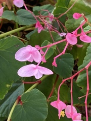 Begonia grandis