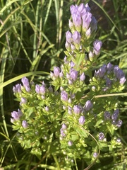 Gentianella quinquefolia