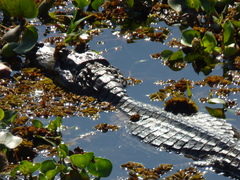 Caiman yacare