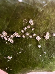 Ceroplastes japonicus