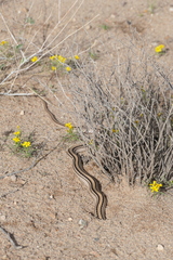 Salvadora deserticola