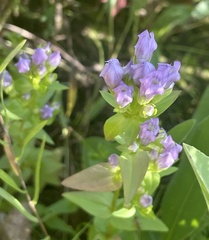 Gentianella quinquefolia