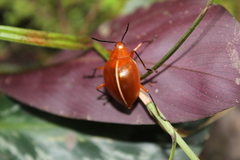 Ellipticus dorbignyi