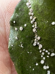 Ceroplastes japonicus