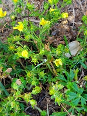 Potentilla argentea