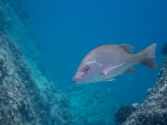 Lutjanus argentiventris