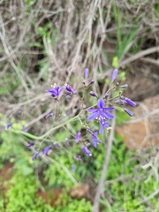 Pasithea caerulea