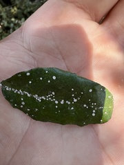 Ceroplastes japonicus