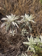 Salvia apiana