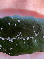Ceroplastes japonicus