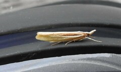 Orocrambus ramosellus