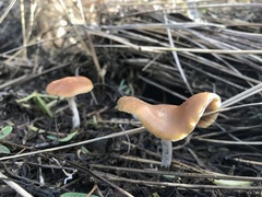 Psilocybe cyanescens