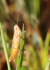 Dichromorpha elegans