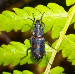 Astylus coeruleotinctus