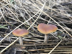 Psilocybe cyanescens