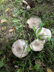 Agaricus placomyces