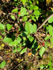 Cotoneaster