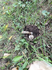 Agaricus placomyces