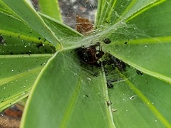 Latrodectus bishopi
