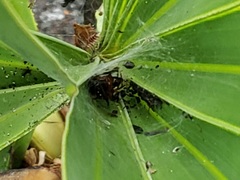 Latrodectus bishopi