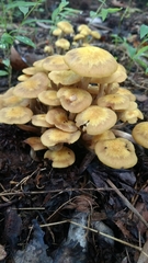 Desarmillaria caespitosa image