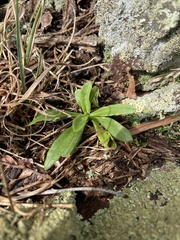 Oenothera argillicola