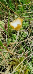 Craterellus lutescens