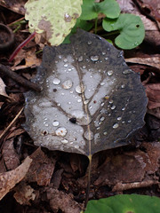 Populus grandidentata