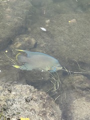 Holacanthus bermudensis