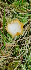 Craterellus lutescens