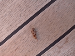 Calliptamus italicus