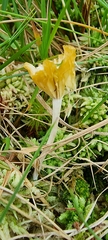 Craterellus lutescens