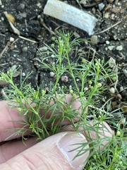 Cyclospermum leptophyllum