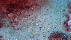 Gnatholepis thompsoni