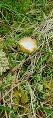 Craterellus lutescens
