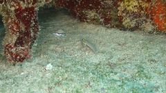 Gnatholepis thompsoni