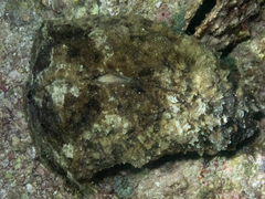 Dolabella auricularia