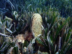 Pinna nobilis