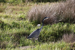 Ardea melanocephala