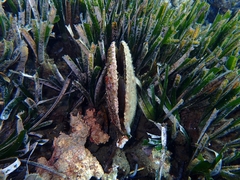 Pinna nobilis