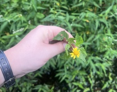 Acmella oppositifolia