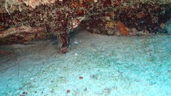 Gnatholepis thompsoni