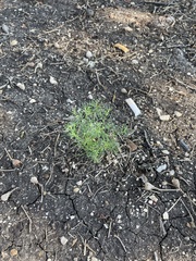 Cyclospermum leptophyllum