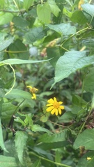 Acmella oppositifolia