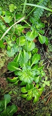 Saxifraga spathularis