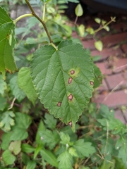 Cercospora moricola