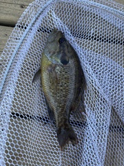 Lepomis gulosus